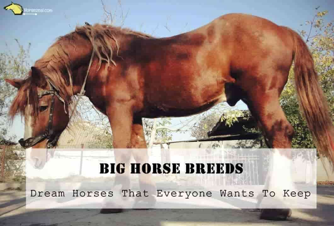 Big_Horse_Breeds