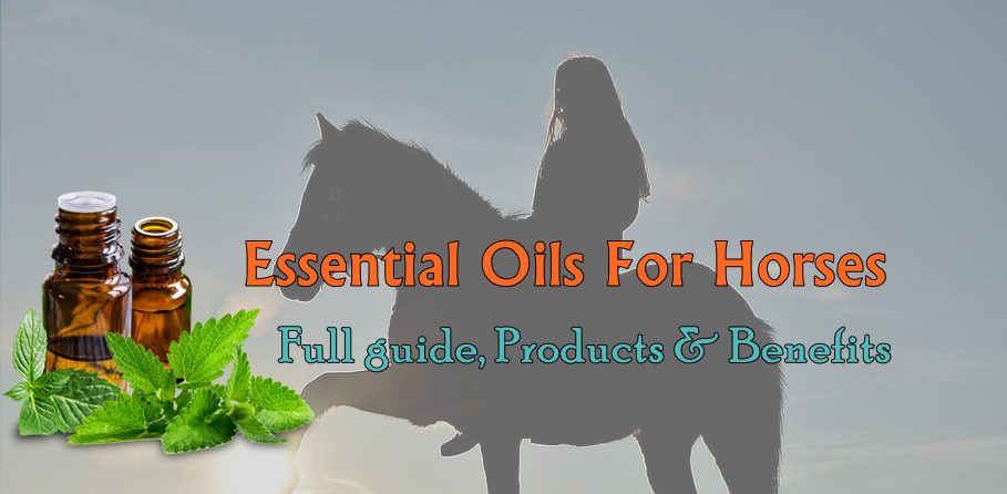 Essential Oils For Horses Full Guide Products And Benefits In 2020