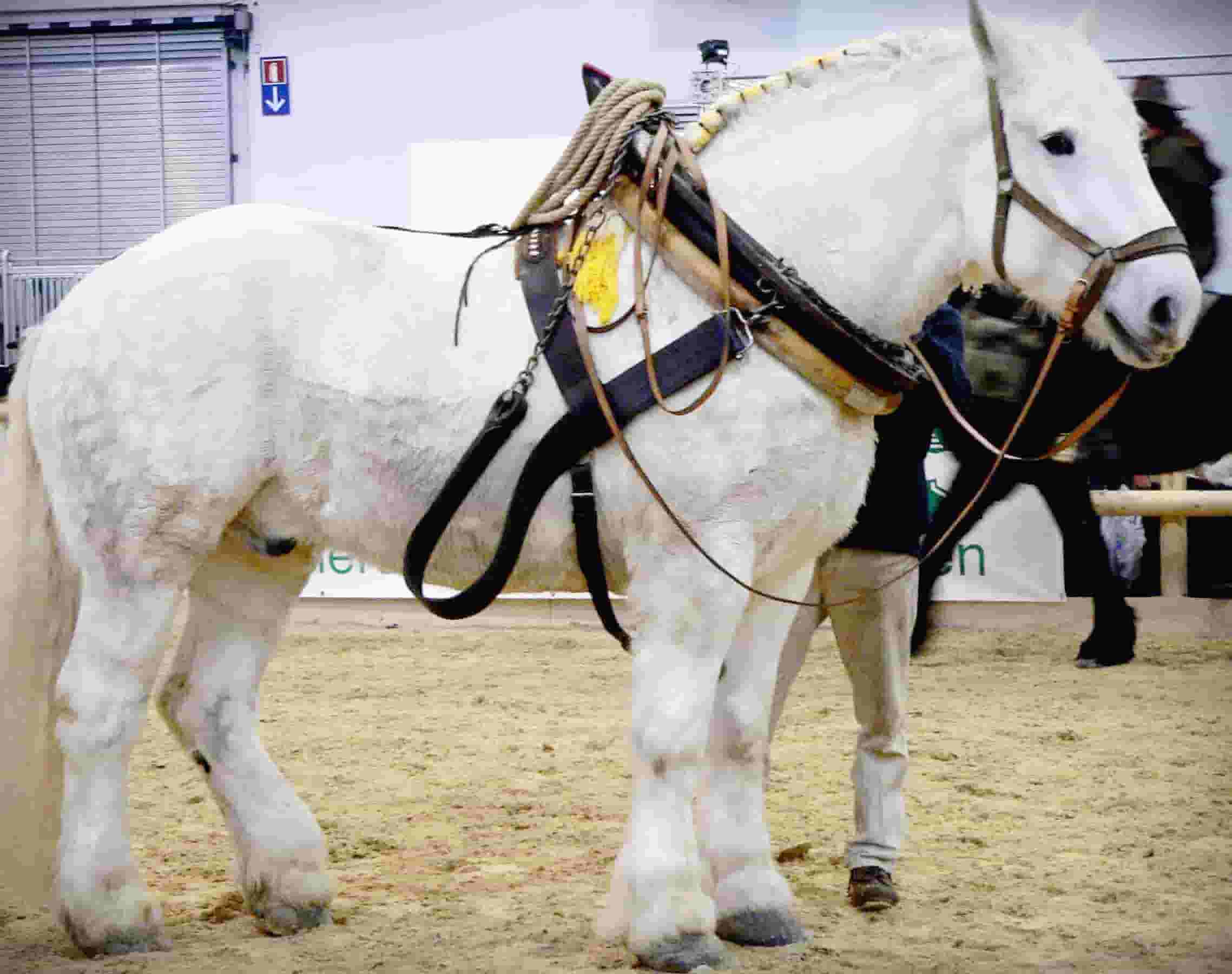 Percheron