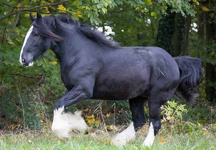 Shire_horse