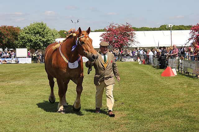 Suffolk_Punch