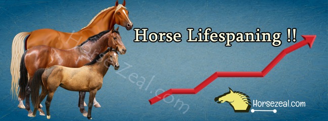 How Long Do Horses Live We Analyzed And Learn Horse Lifespan,What Is A Pergola Good For